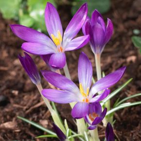 Snökrokus Whitewell Purple, botanisk,  blomsterlökar