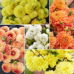 Dahlia Solskimmer (x5) - dahliapaket - NYHET 2026
