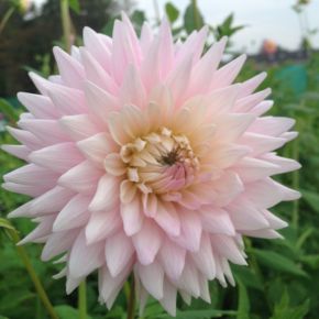 Dahlia Susan Gilliot, kaktusdahlior, dahliaknölar