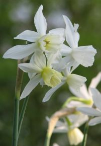  Orkidénarciss Thalia, ekologiska narcisslökar