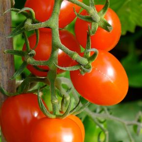 Tomat tomat Dasher