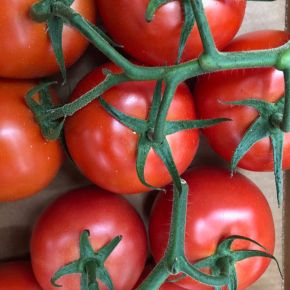 Tomat Starlias® Red, busktomat, tomatplantor - NYHET 2023