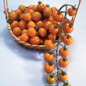 Tomatfröer tomat Golden Cherry