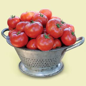 Tomatfrö, tomat Legend