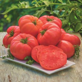 Tomat Atlas Hybrid, fröer 