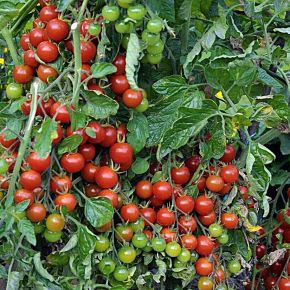 Tomatplantor, buskkörsbärstomat Hundred & Thousands