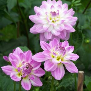 Dahlia Twilight Time, dahliaknölar