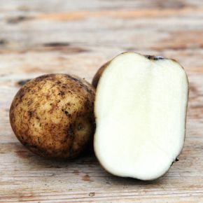 Ulster Chieftain, sättpotatis, tidig, 1 kg