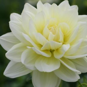 Dahlia Vanilla, dahliaknölar
