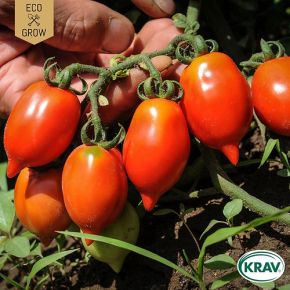 Tomat Principe Borghese KRAV, fröer 