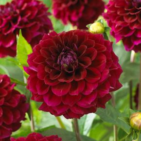 Dahlia Zirconia