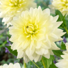 Dahlia Creme de la Creme