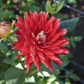 Dahlia Vulcan, dahliaknölar, kaktusdahlior