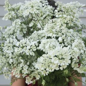 Blomsterkörvel White Lace, sommarblommor, fröer