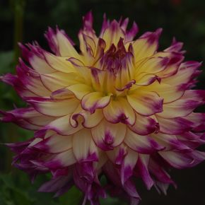 Dahlia Zoey Rey, dahliaknölar