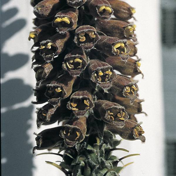 Axfingerborgsblomma, Parviflora, fröer, perenner