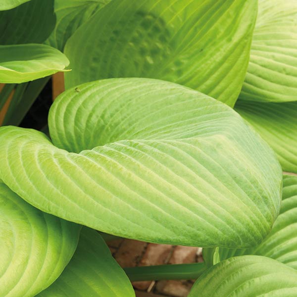 Perenner, Funkia Sum and Substance (Hosta) 