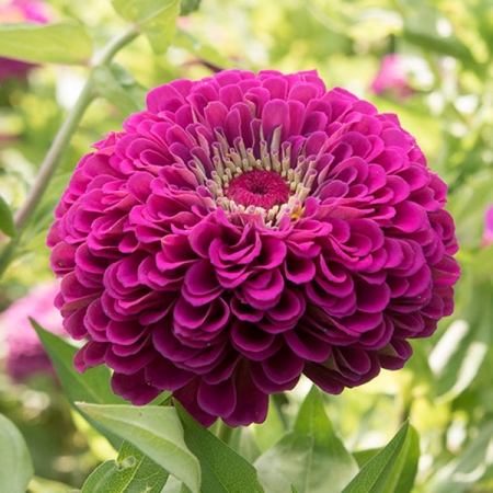 Zinnia Florist Purple, fröer - NYHET 2022 
