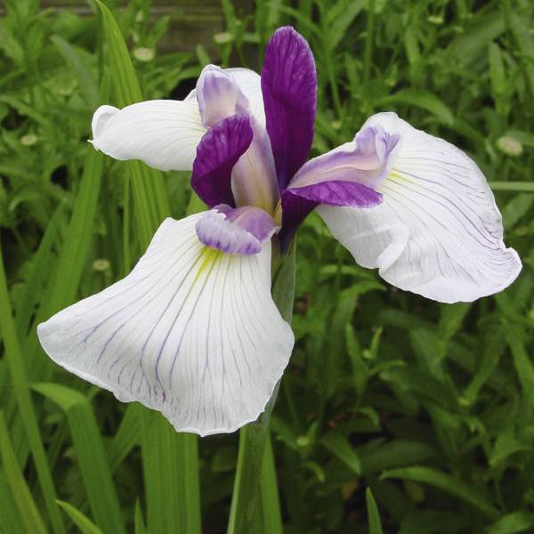 Perenner, Japansk Iris Fortune (Rötter)