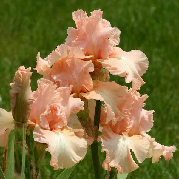 Iris Germanica Rosa
