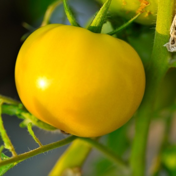 Tomatplanta, Golden Queen