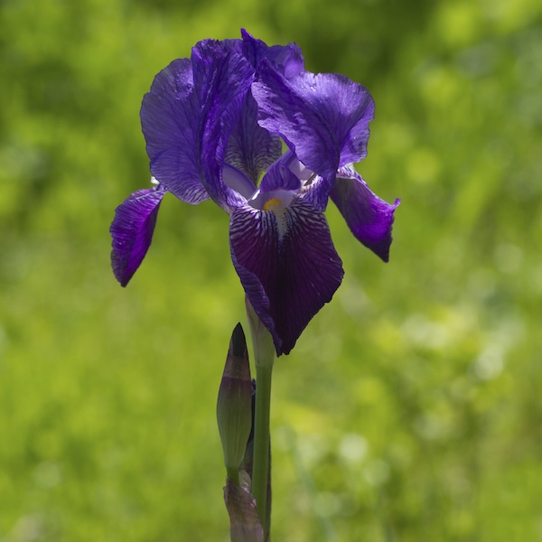 Iris Germanica, mörkt violett