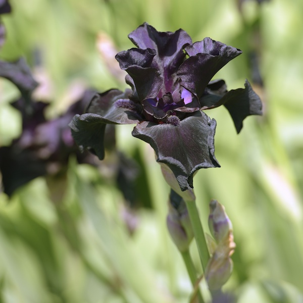 Iris Germanica, svart