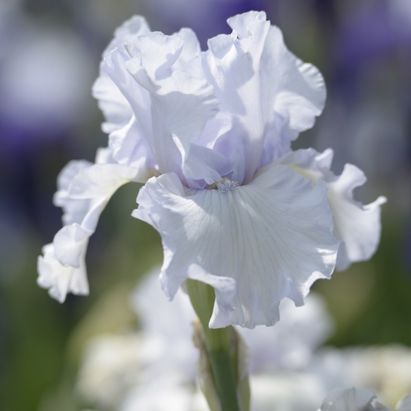 Iris Germanica, Vit