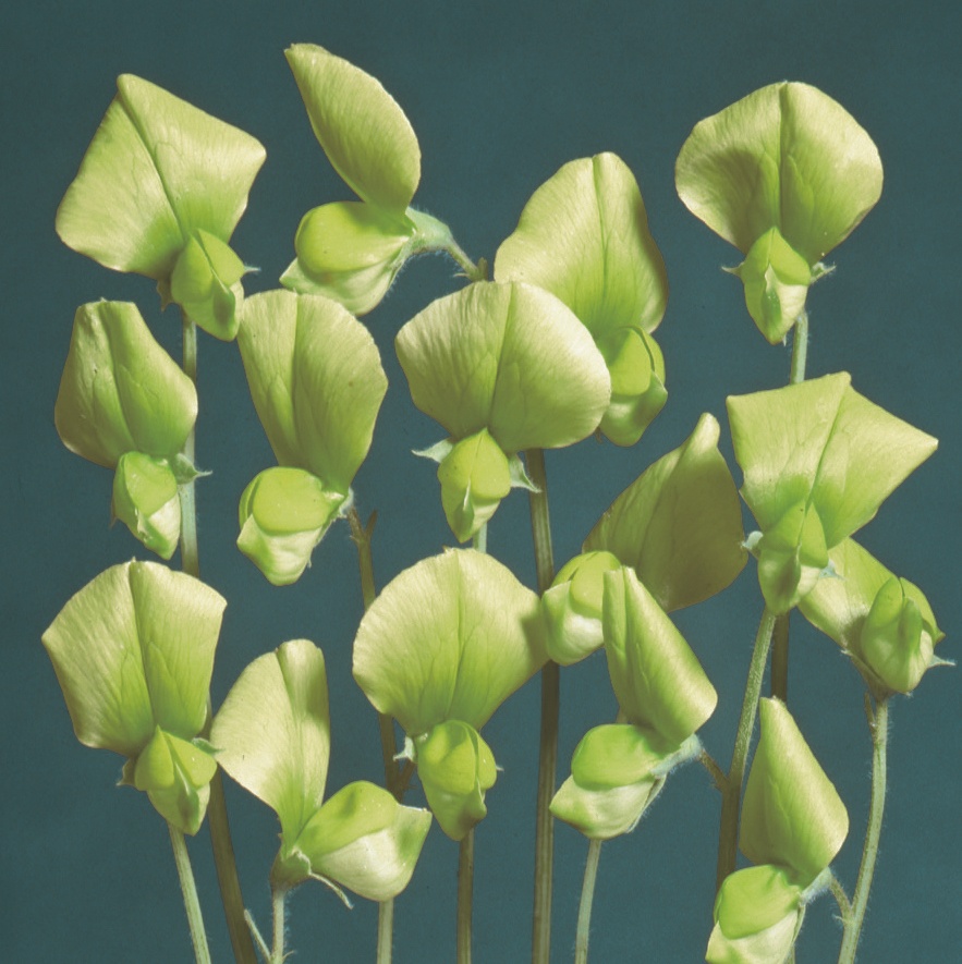 Luktärt grönvial Chloranthus