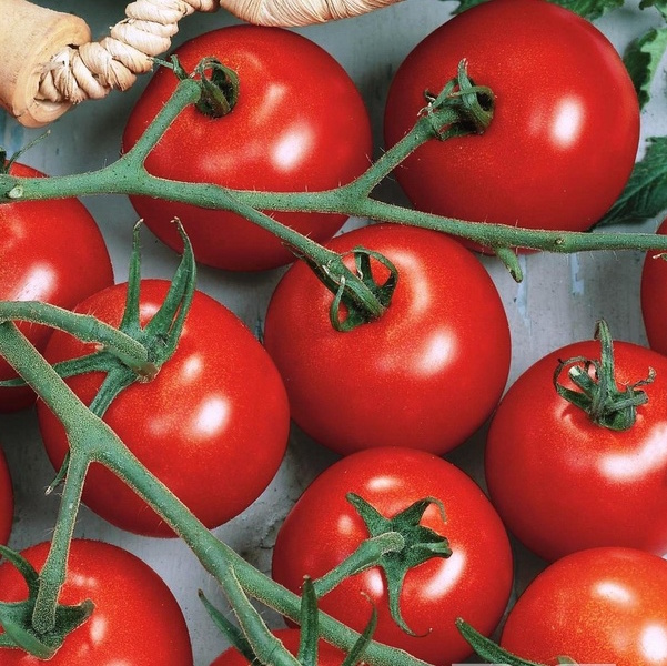 Tomatplantor, tomat Piccolino