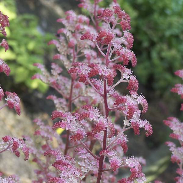 Fingerrodgersia Candy Clouds, perenner
