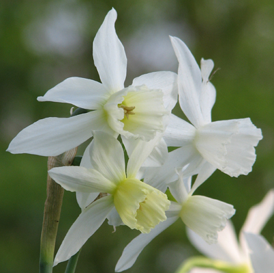 Orkidénarciss Thalia, narcisslökar