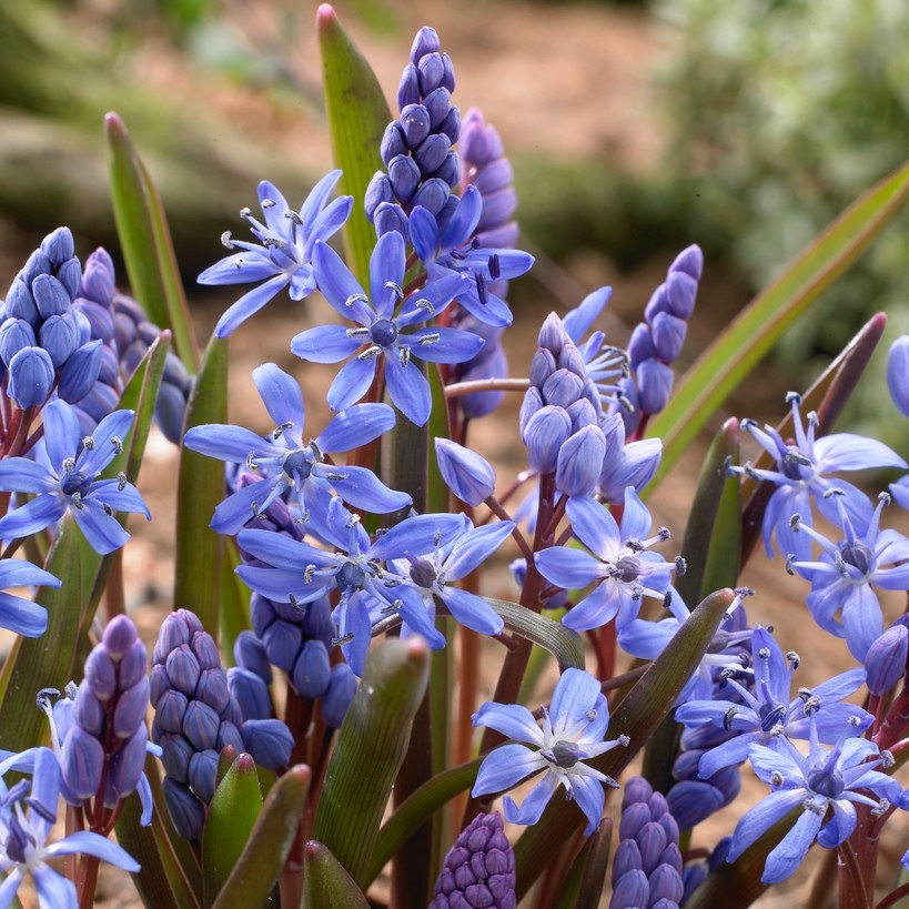 Hyacint, Tidig Blåstjärna, blomsterlökar