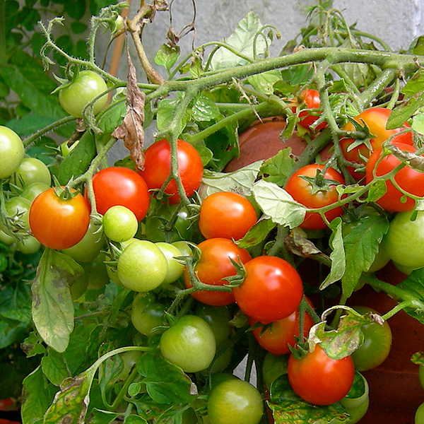 Tomatplantor, tomat Tumbling Tom Red